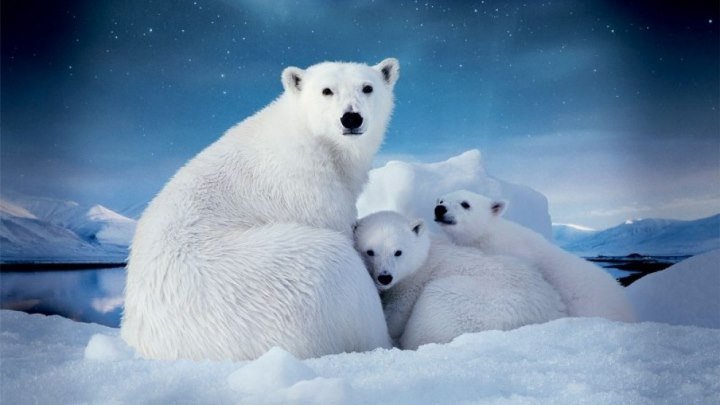 Дикая Россия: Арктика HD(документальный природа животные)2009