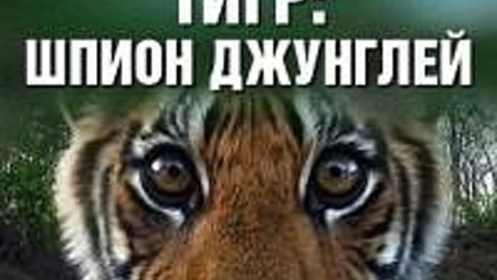 BBC «Тигр - Шпион джунглей» (1 серия) (Документальный, 2008)