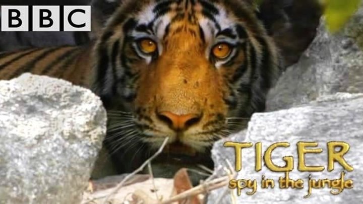 BBC «Тигр - Шпион джунглей» (2 серия) (Документальный, 2008)