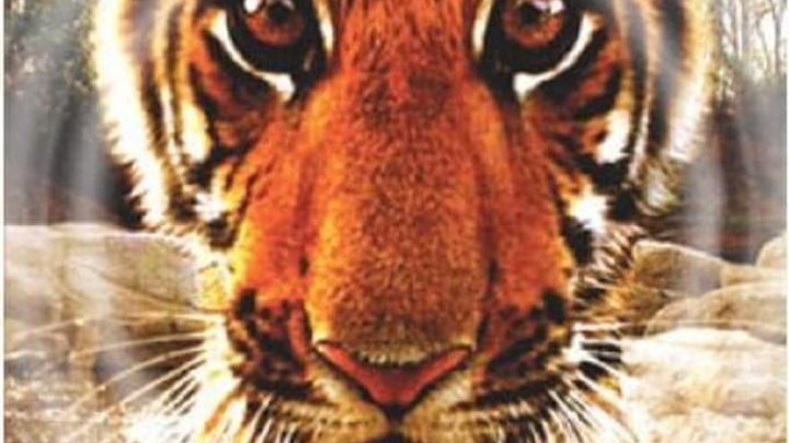 BBC «Тигр - Шпион джунглей» (3 серия) (Документальный, 2008)