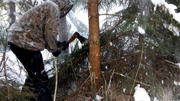 В Курской области черные лесорубы валят многолетние дубы