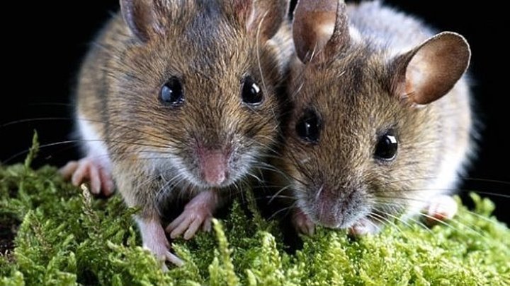 В Казахстане мыши пробрались в банкомат и съели все купюры