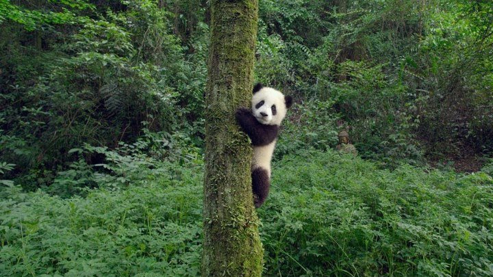 Pandas f.u'll.m.ov'ie.w.a.tc'h.o.n.li.ne [HD free movies]