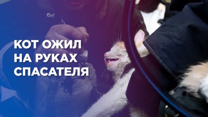 Кот ожил на руках спасателя