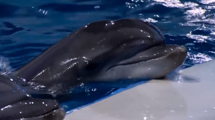 «Взвешенные и счастливые люди»: плавание с дельфинами
