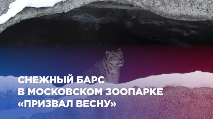 Снежный барс в московском зоопарке «призвал весну»