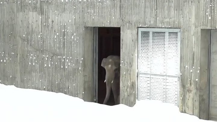 Слон впервые увидел снег..