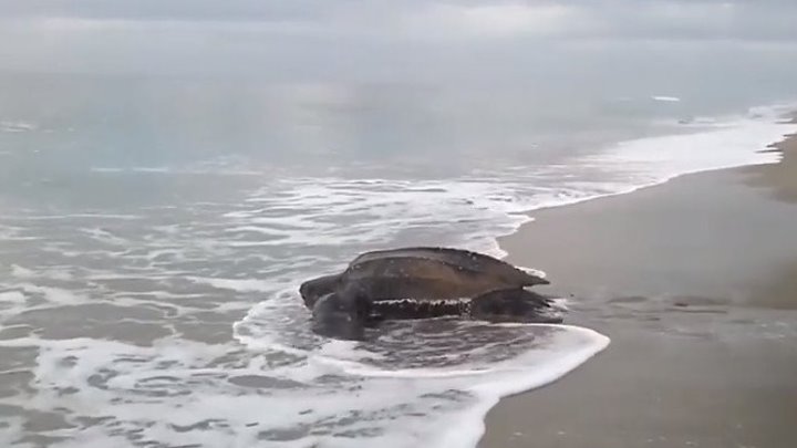 Огромная морская черепаха..