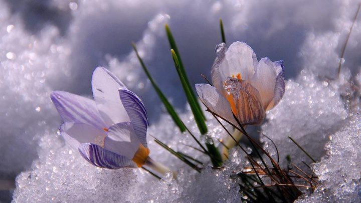 Раймонд Паулс. Цветы в снегу. (Саксофон)