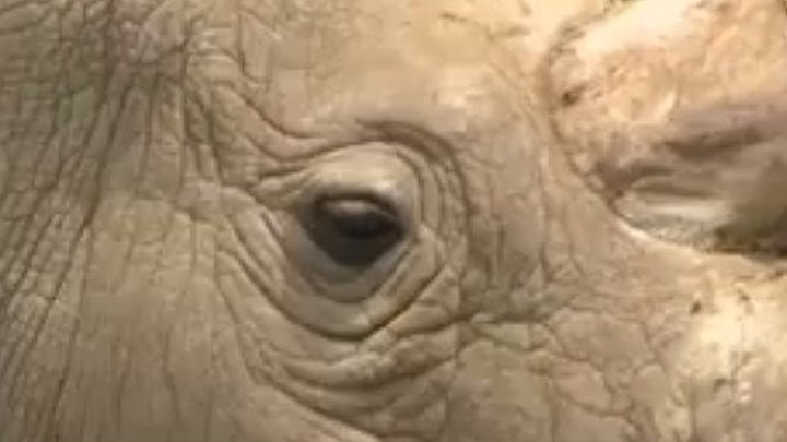 Последний единорог: в Кении умер единственный самец северного белого носорога