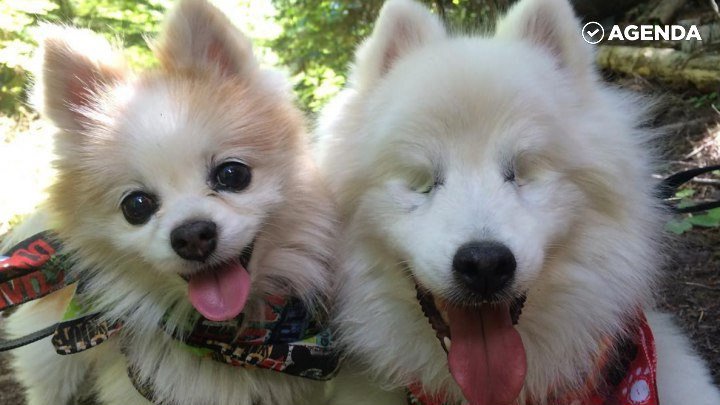 Дружба слепой и зрячей собаки