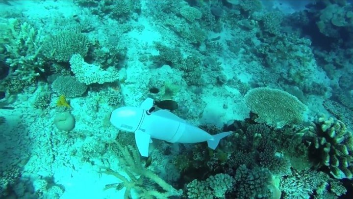 Чужой среди своих: рыба-робот следит за обитателями океана