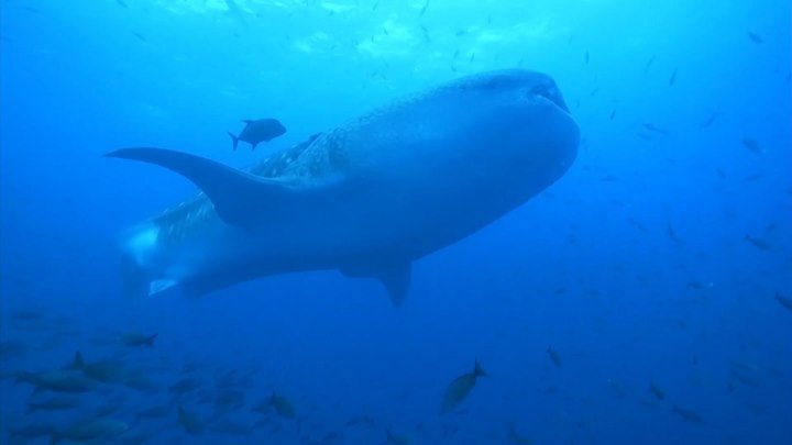 Китовые акулы на Галапагосских островах