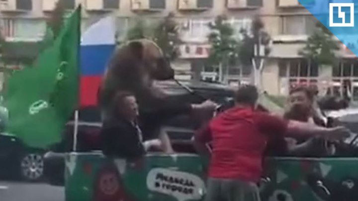 Медведь празднует победу наших!!
