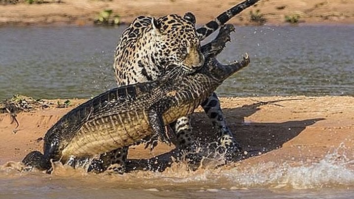 Ягуары против крокодилов (2017)