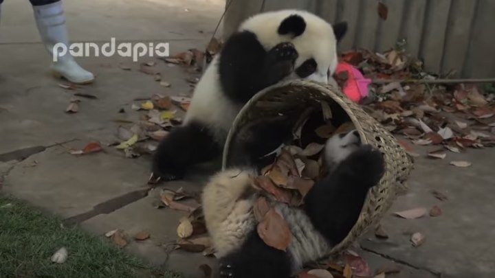 Малыши панды мешают убирать листья! Прикол!