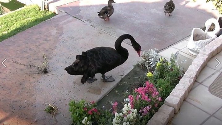 Лебедь-садовник. Удивительно умная птица