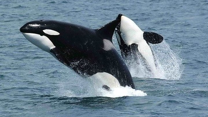 Хищники Аляски. Царство китов-убийц (2018)