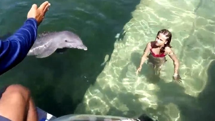 Вот это да! Дельфин катает девочку..
