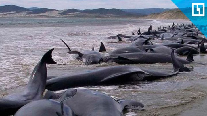 Дельфины выбросились на берег и погибли