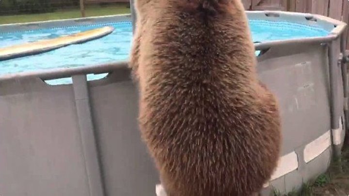 Медведь здоровяк играет в бассейне