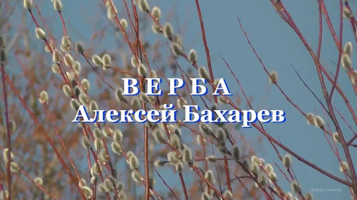 Новинка!!! лирическая песня о чистой любви ВЕРБА в исполнении Алексея Бахарева