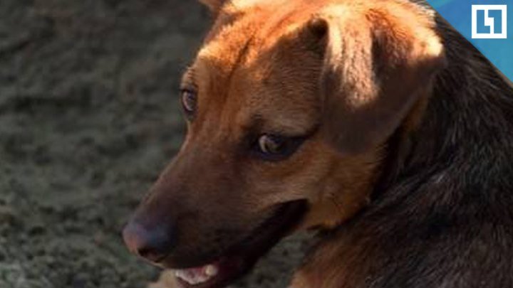 Спасенную в Сочи собаку забрали в Перу