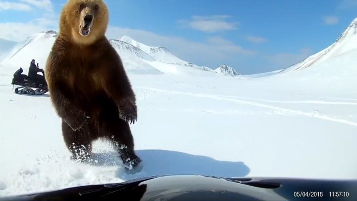 Медведь атакует снегоход. Сахалинская обл. о. Парамушир