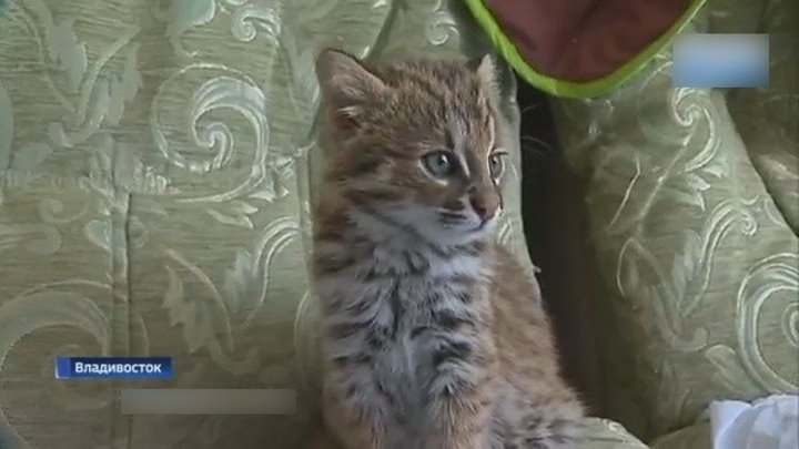 «Думали, что домашний»: В Приморье спасли краснокнижного лесного кота