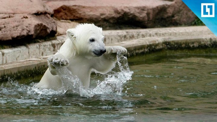 Медвежонок плещется в воде