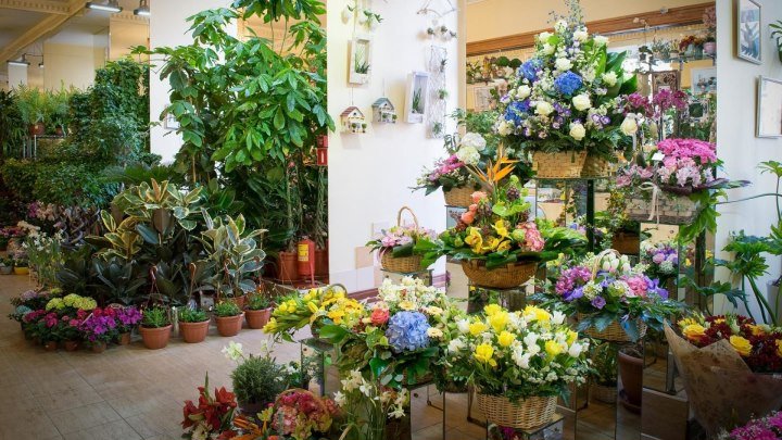 Магазин цветов и декора Голандия