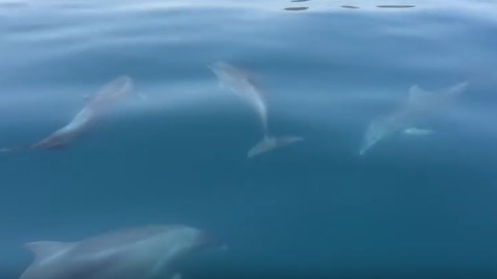 Милые дельфинчики резвятся в Крыму