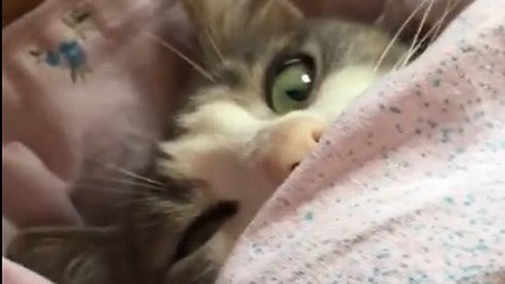 Кот спит под одеялом