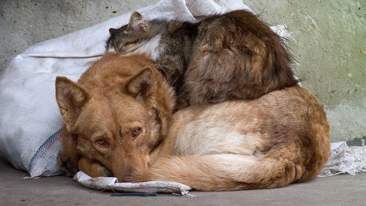 Бездомные кошки. САНС . Сл. Н. Бурдаков. 09.06.2018 – 19.05
