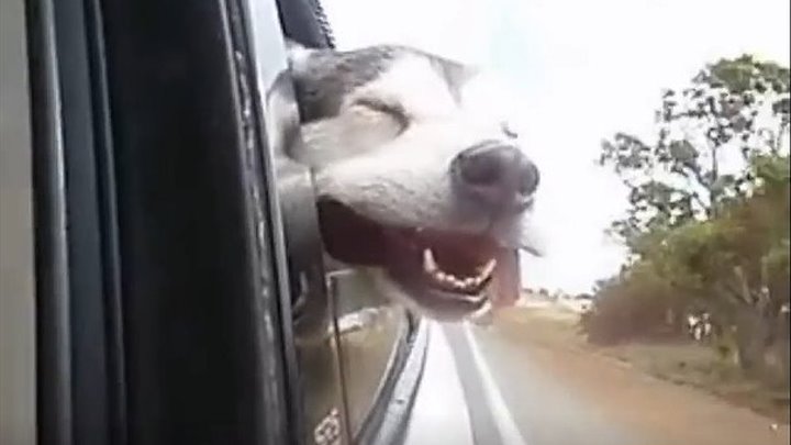 Смешные собаки в машине
