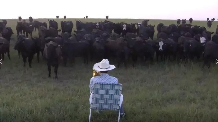 Мужик позвал и построил коров! Невероятно... Музыкальные коровы)