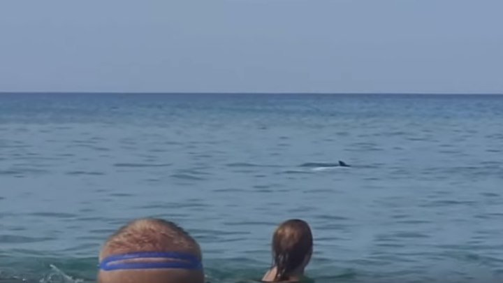 Дельфины в Анапе играют с купающимися! Мегапозитив!!!