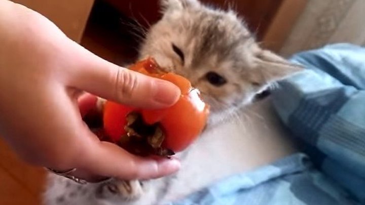 Забавный котенок с аппетитом ест хурму!