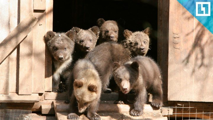Детский сад для медвежат