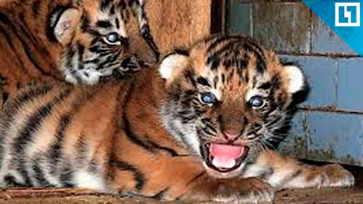 Двое тигрят родились во время гастролей цирка