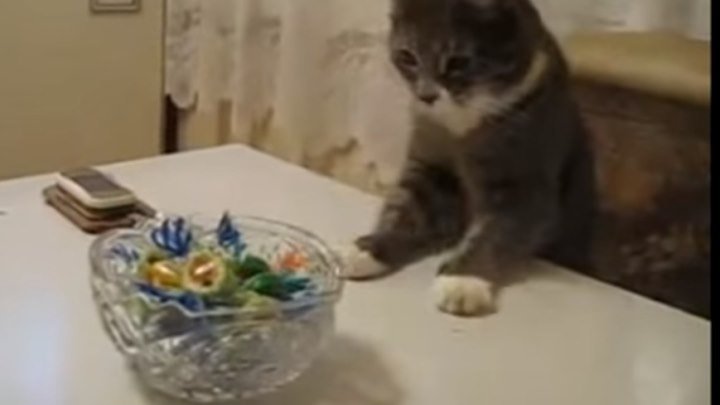 Наглый кот ворует конфеты. Вот умора!!!