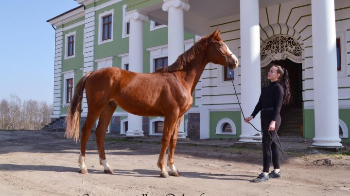 Жеребец Прилив, 2016 г.р. ПРОДАН.