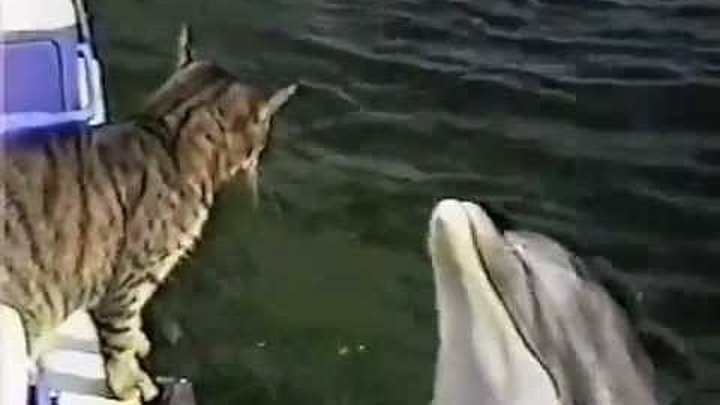 Вот что такое настоящая дружба! Кот и дельфин! Самое милое видео!