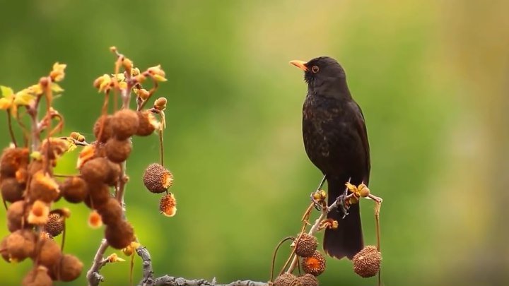 Пение птиц! Прекрасная музыка природы!