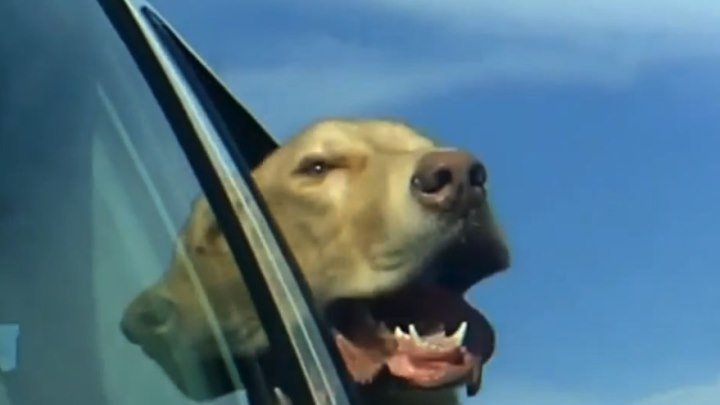 Смешные собаки в машине...)