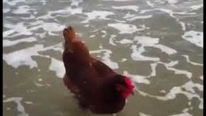Позитив!Даже курица уже на море))) А вы уже открыли пляжный сезон?