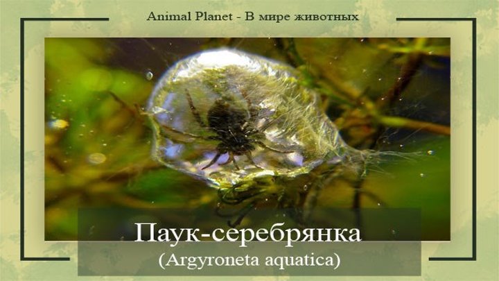 Водяной паук, или паук-серебрянка (Argyroneta aquatica)