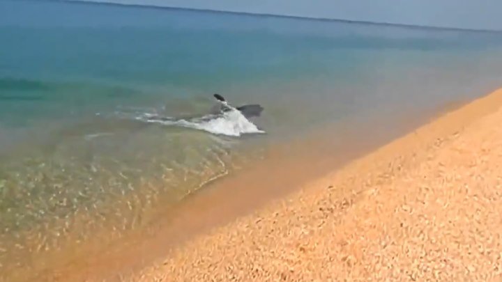 Дельфинчик хочет выйти на берег
