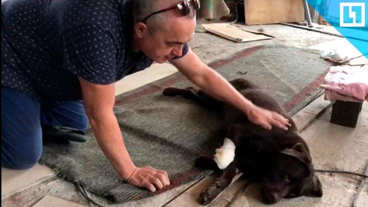 Незрячий мужчина спасает пса-поводыря
