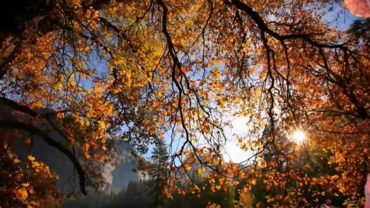Осень золотая... Исполняет Николай Караченцев